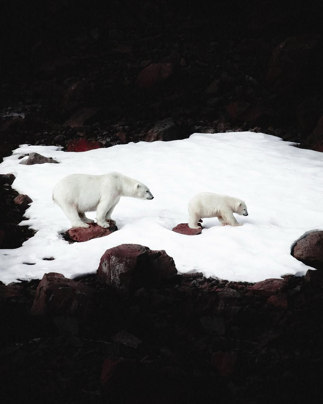 A polar bear walking on a snow-covered surface in the Arctic wild.