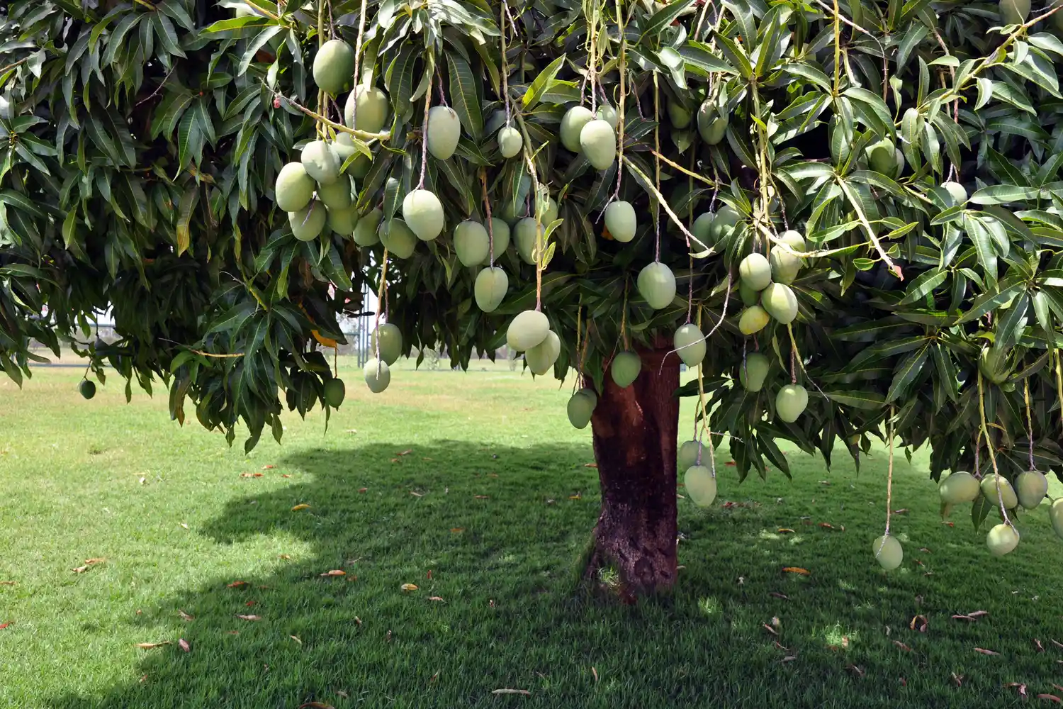 A fruitful mango tree set against a green lawn in a Brasília residential sector.