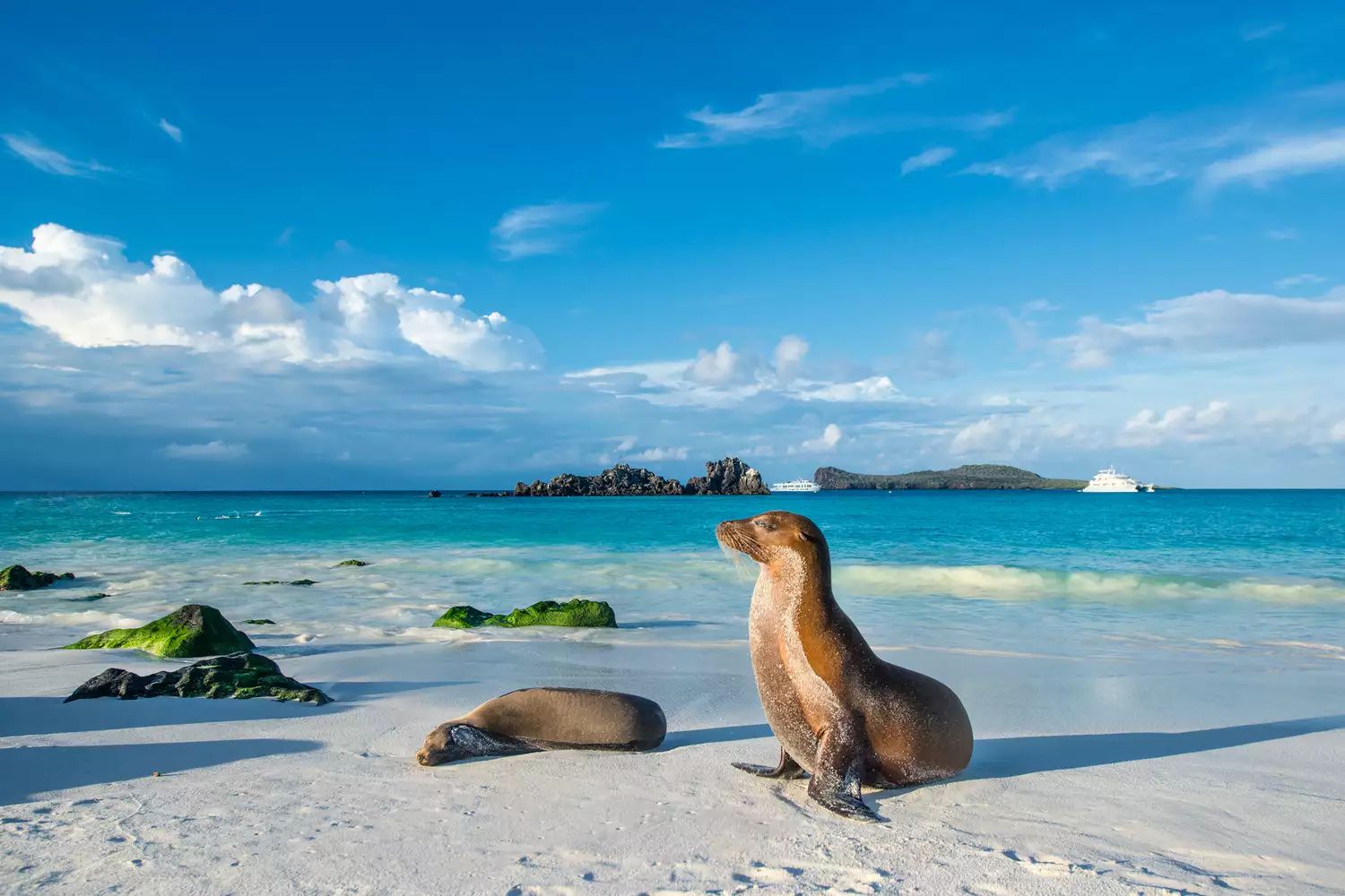 Seals basking on a sandy beach in the Galapagos Islands with a yacht in the distance.