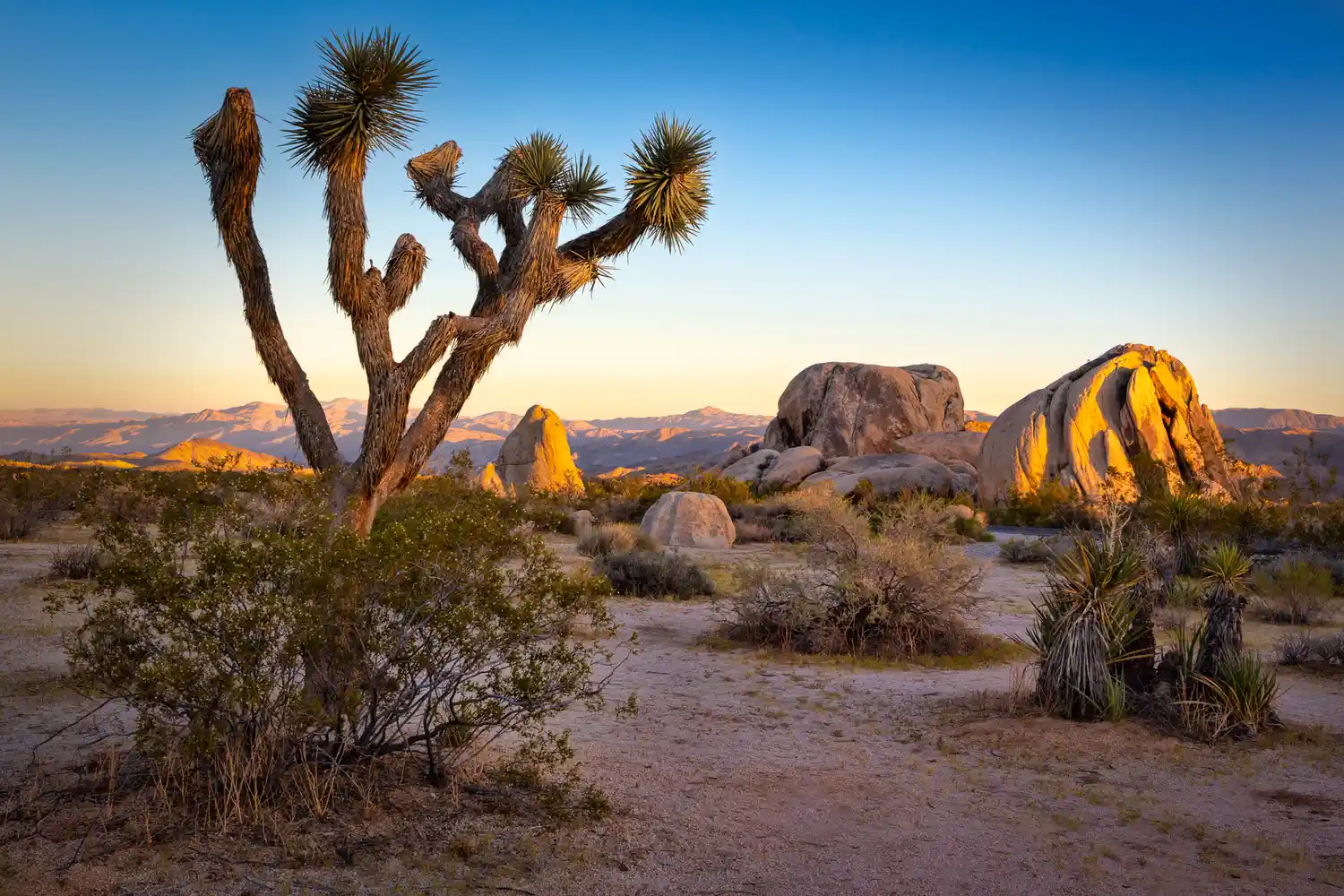 A silhouettes of a Joshua Tree against a vibrant desert sunset with rocky hills in the background.