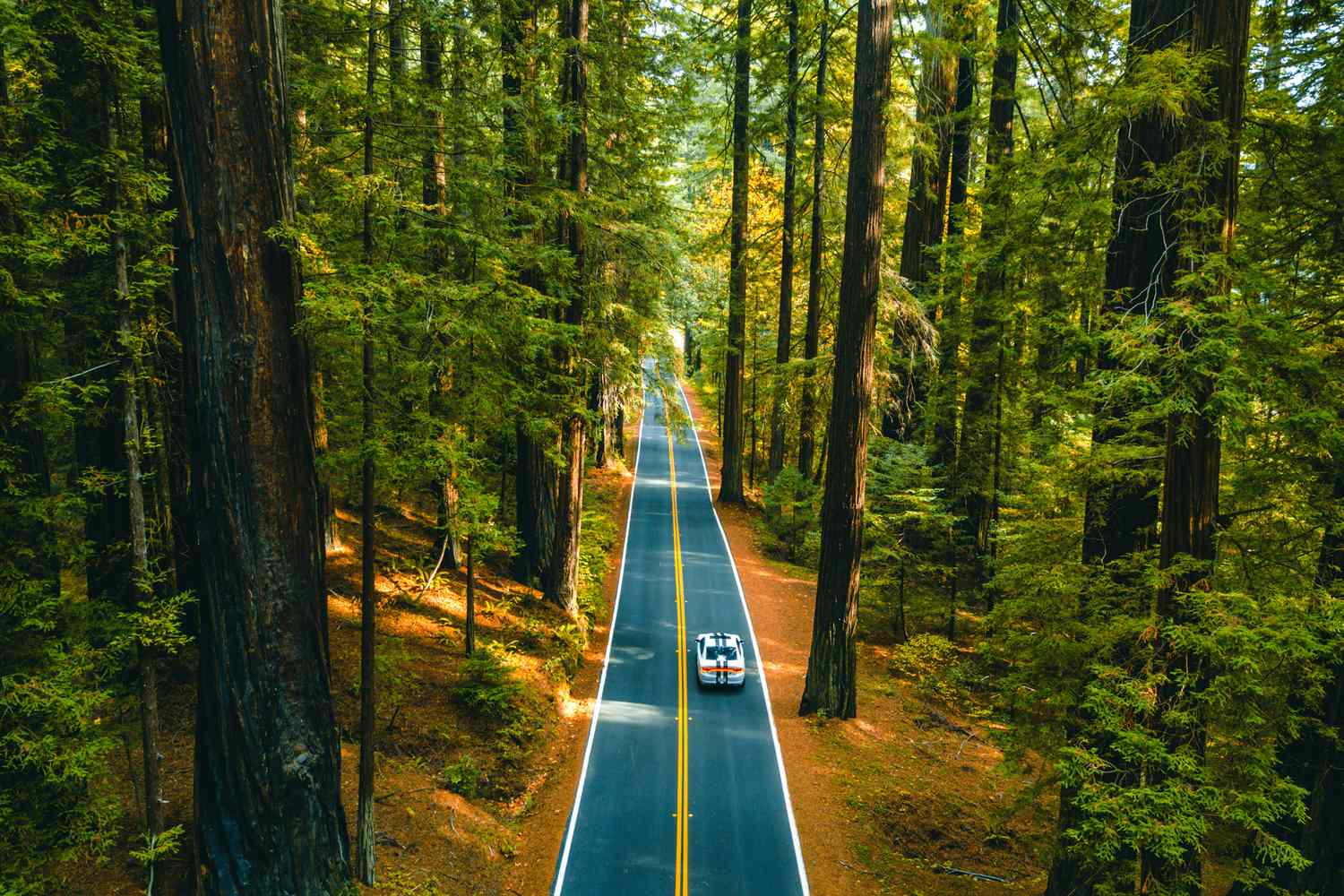 A paved scenic highway cutting through a dark, lush forest of giant redwoods.