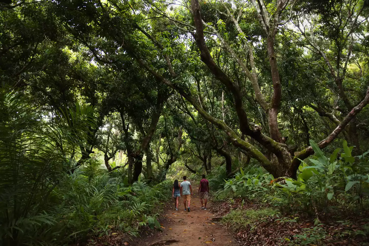 A group of people hiking through the lush greenery of the Curu Reserve.