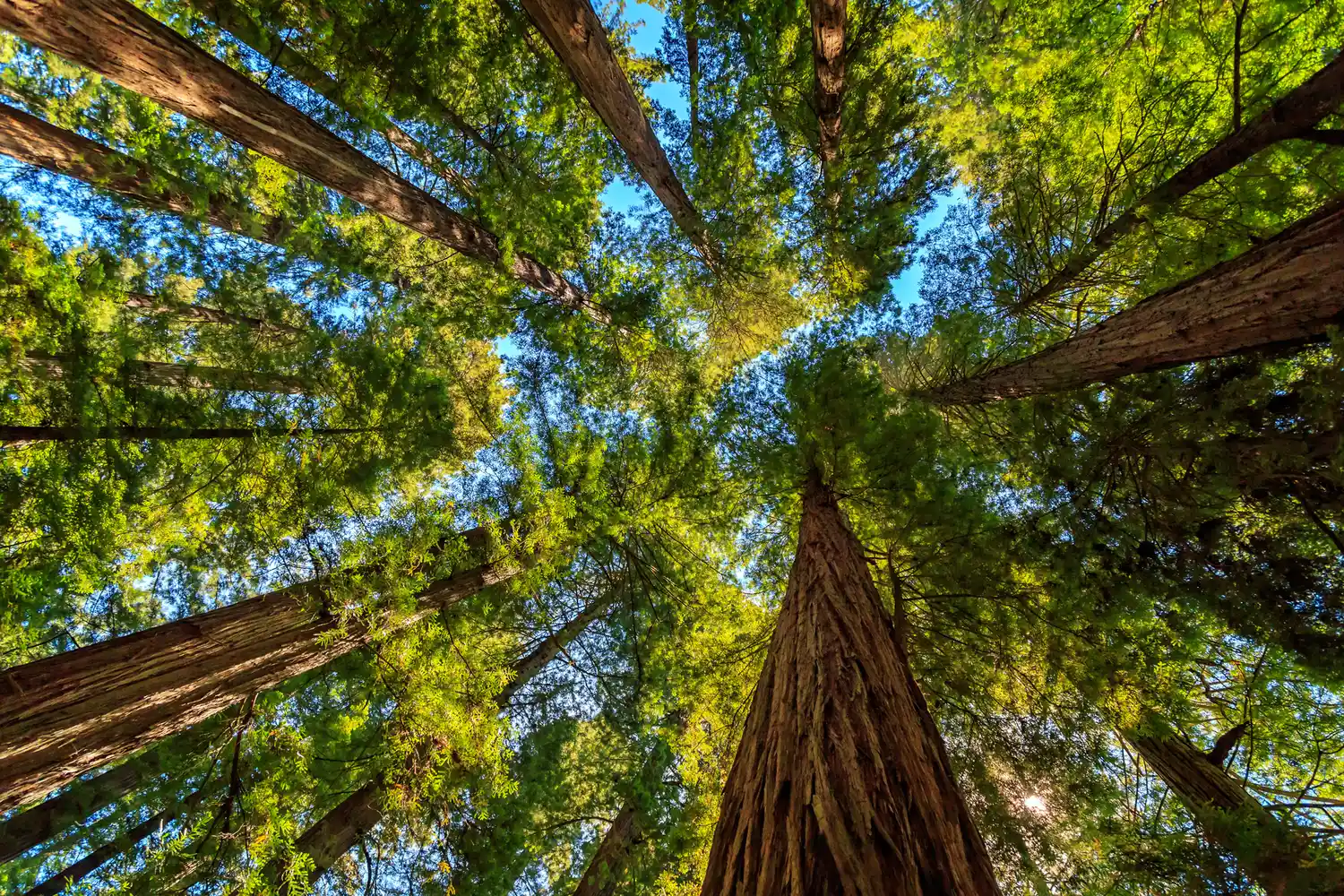 Low angle view looking up at the interlocking canopy of massive redwood trees against a bright sky.