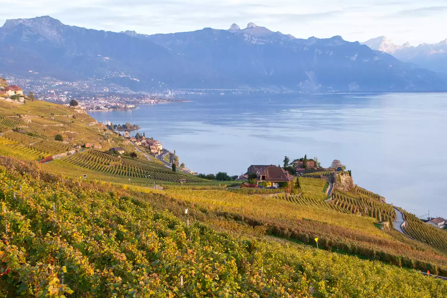 Terraced vineyards of Lavaux overlooking a lake during the autumn season.