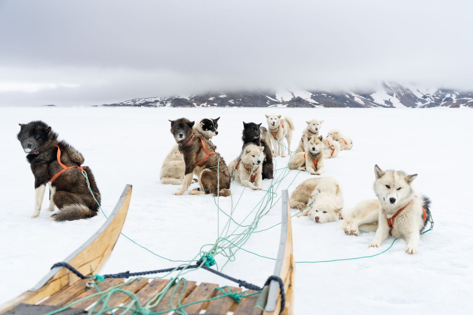 A team of sled dogs in the snow, representing traditional Inuit transportation and cultural life.