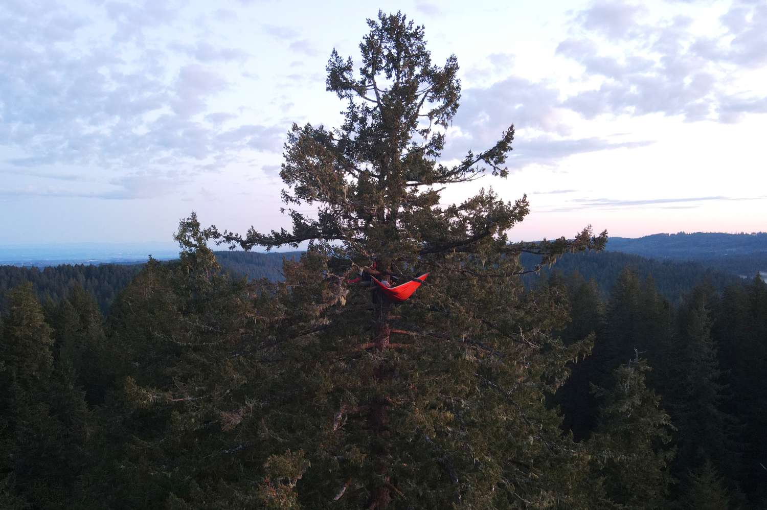 Oregon Tree Camping: Sleep in Ancient Canopies