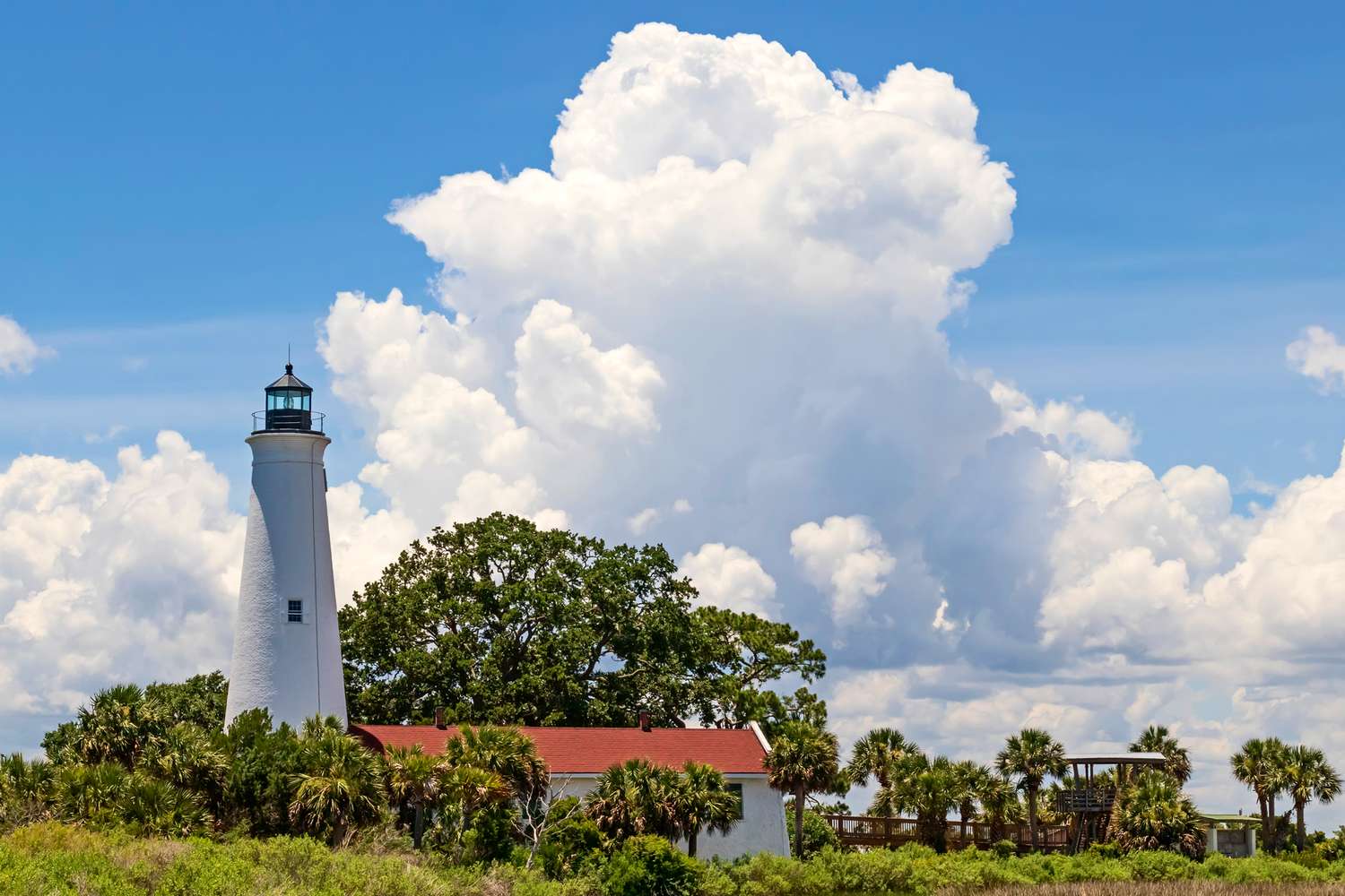 St Marks Birding Guide: Trails, Tips & Best Spots