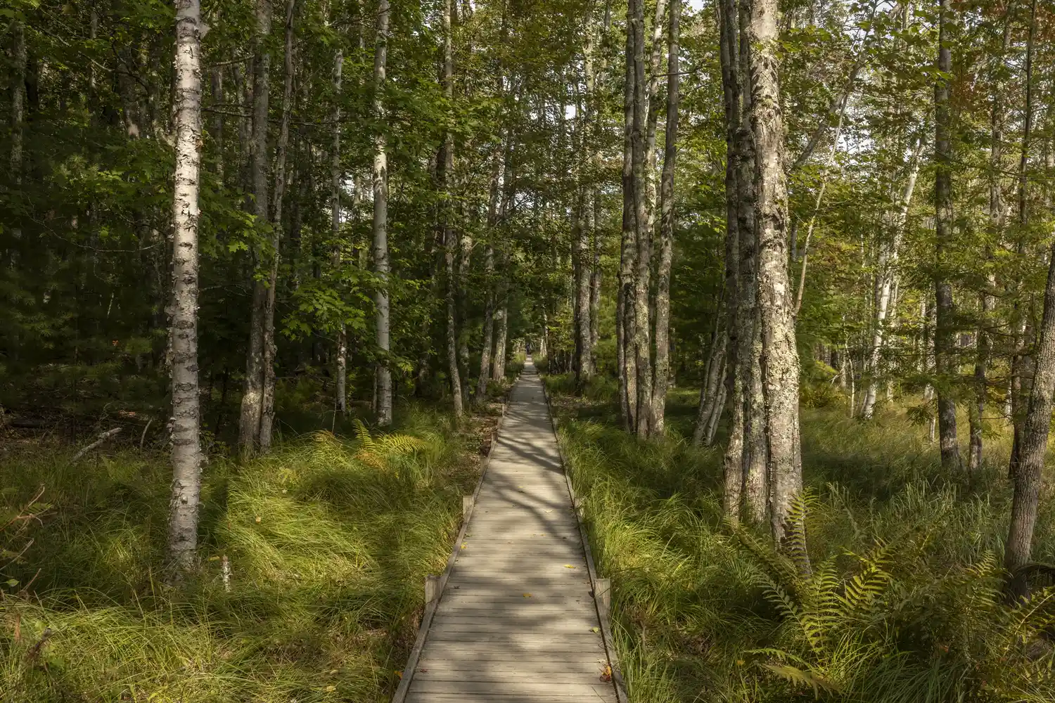 A peaceful wooden boardwalk trail winding through a lush green forest with tall trees.