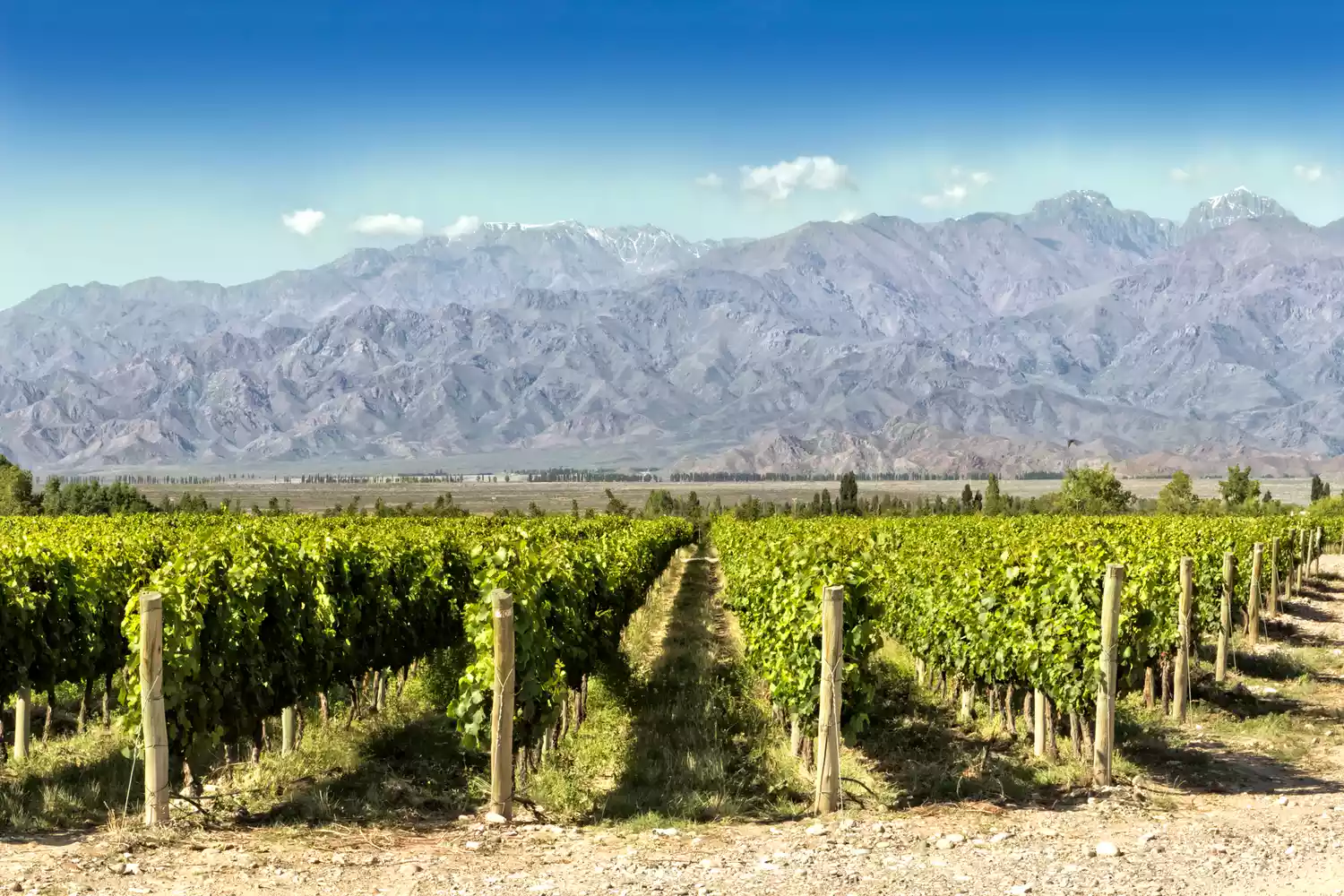 A lush vineyard at the foot of the snow-capped Andes mountains in Mendoza, Argentina.