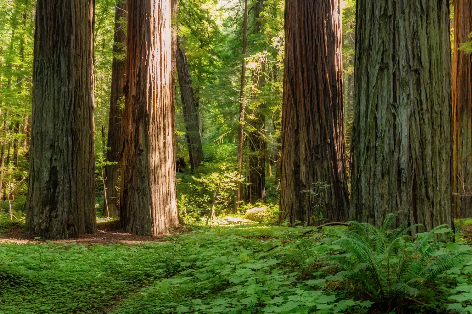 Dense coastal redwood forest with green ferns and tall trunks in Humboldt County.