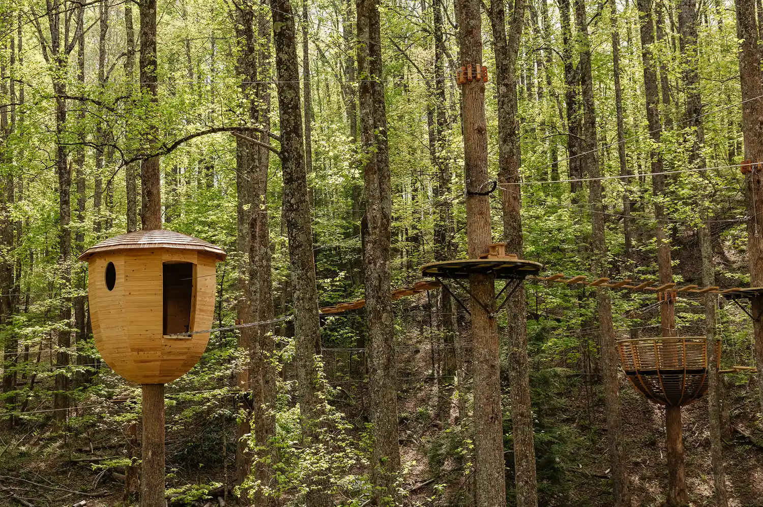 Aerial adventure ropes course within a dense forest canopy.