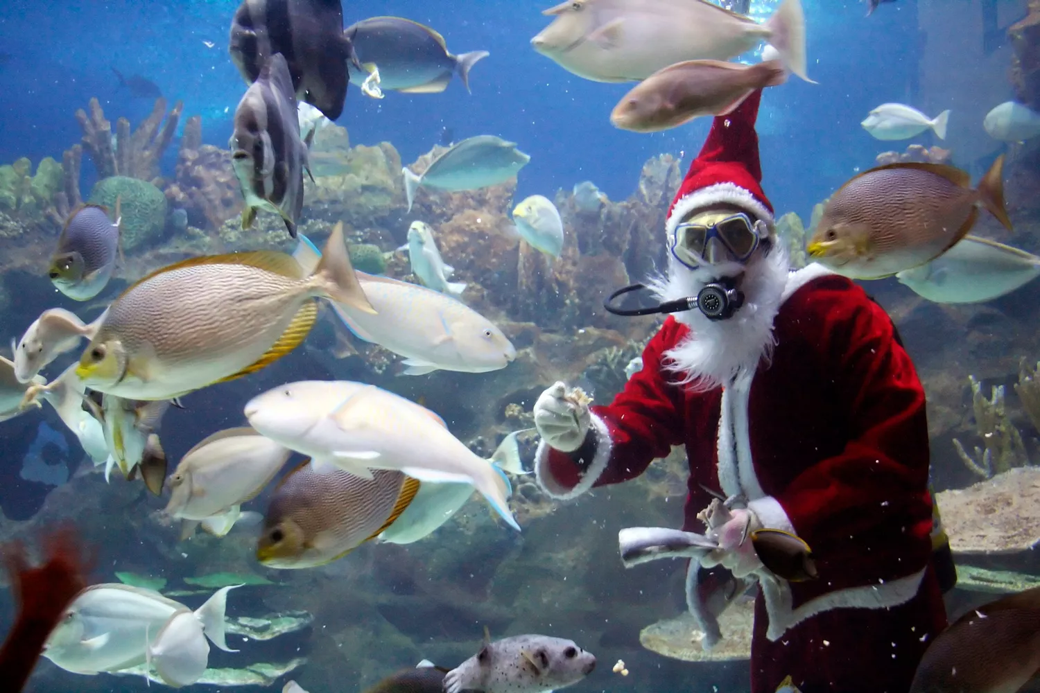 A diver dressed in a Santa Claus suit swimming among fish in a large aquarium tank.