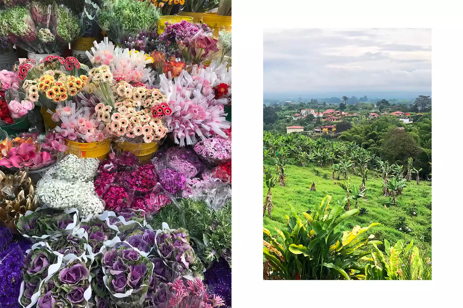 Diverse colorful flowers and coffee beans from a market and farm in Colombia.