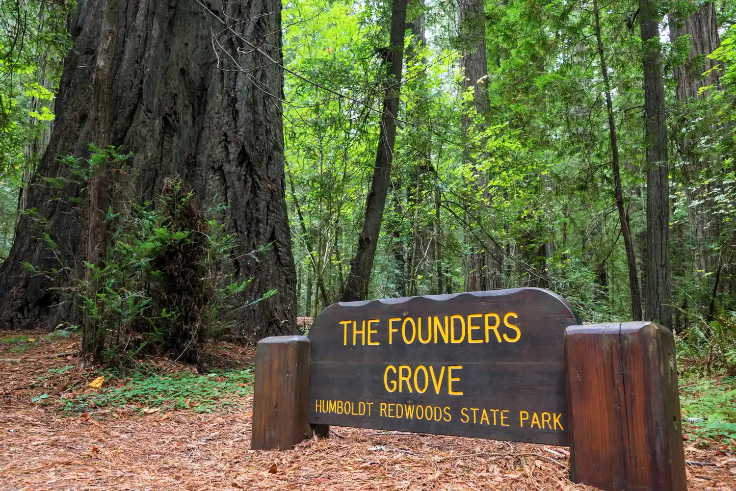 Wooden entrance sign for The Founders Grove in Humboldt Redwoods State Park surrounded by tall trees.