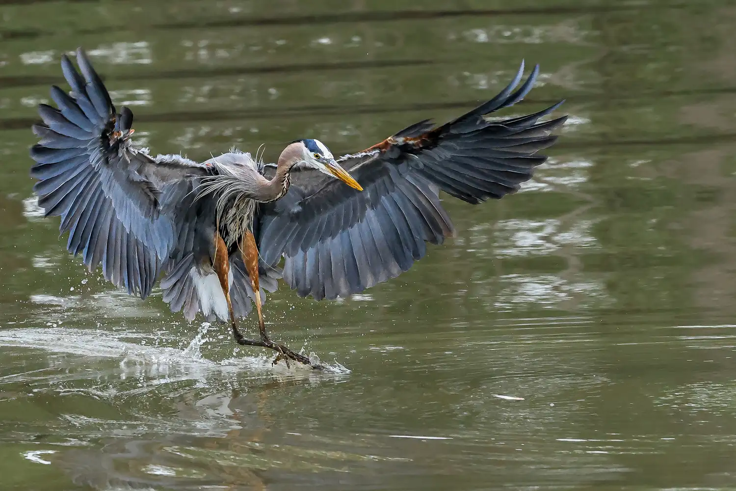 A great blue heron landing on water wings extended and feet touching the surface.