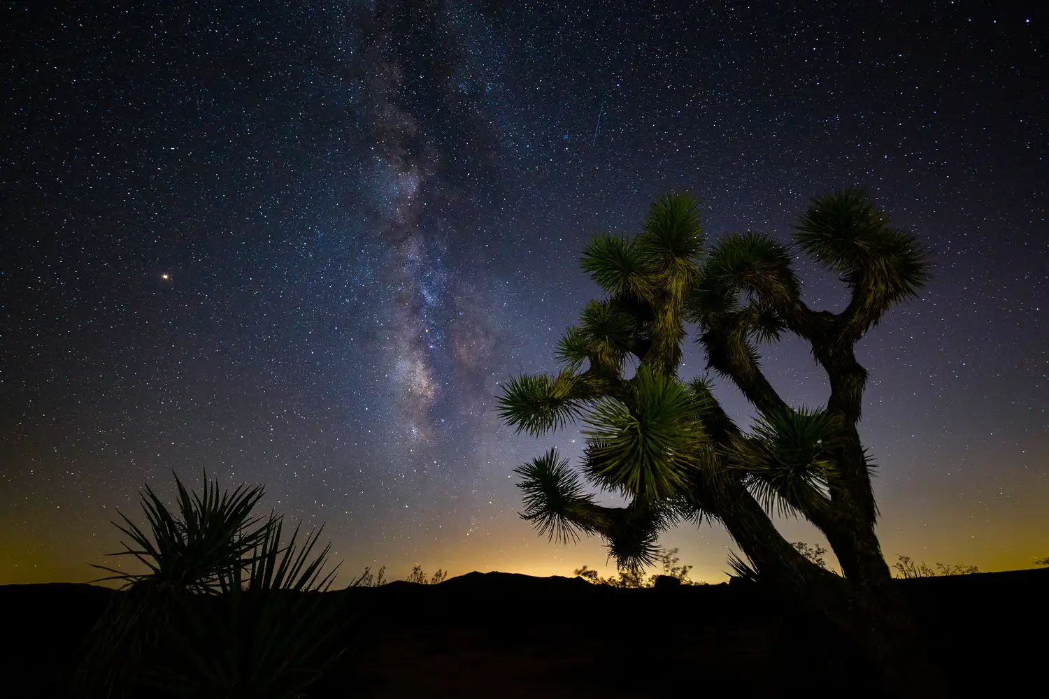 The Milky Way galaxy brilliant in the night sky above the silhouette of a Joshua Tree.