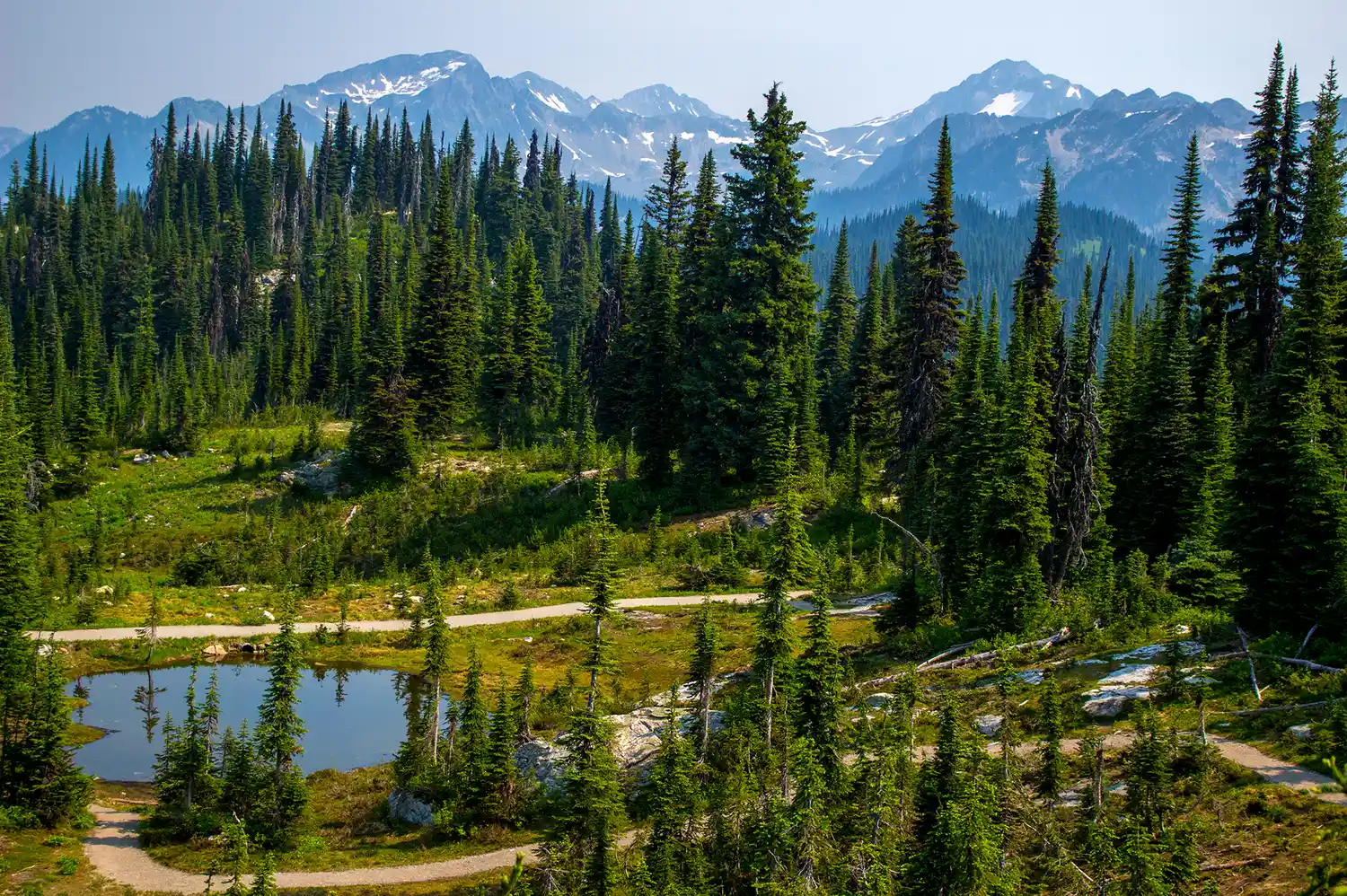 Alpine ponds and hiking trails amidst lush greenery at the summit of Mount Revelstoke National Park.