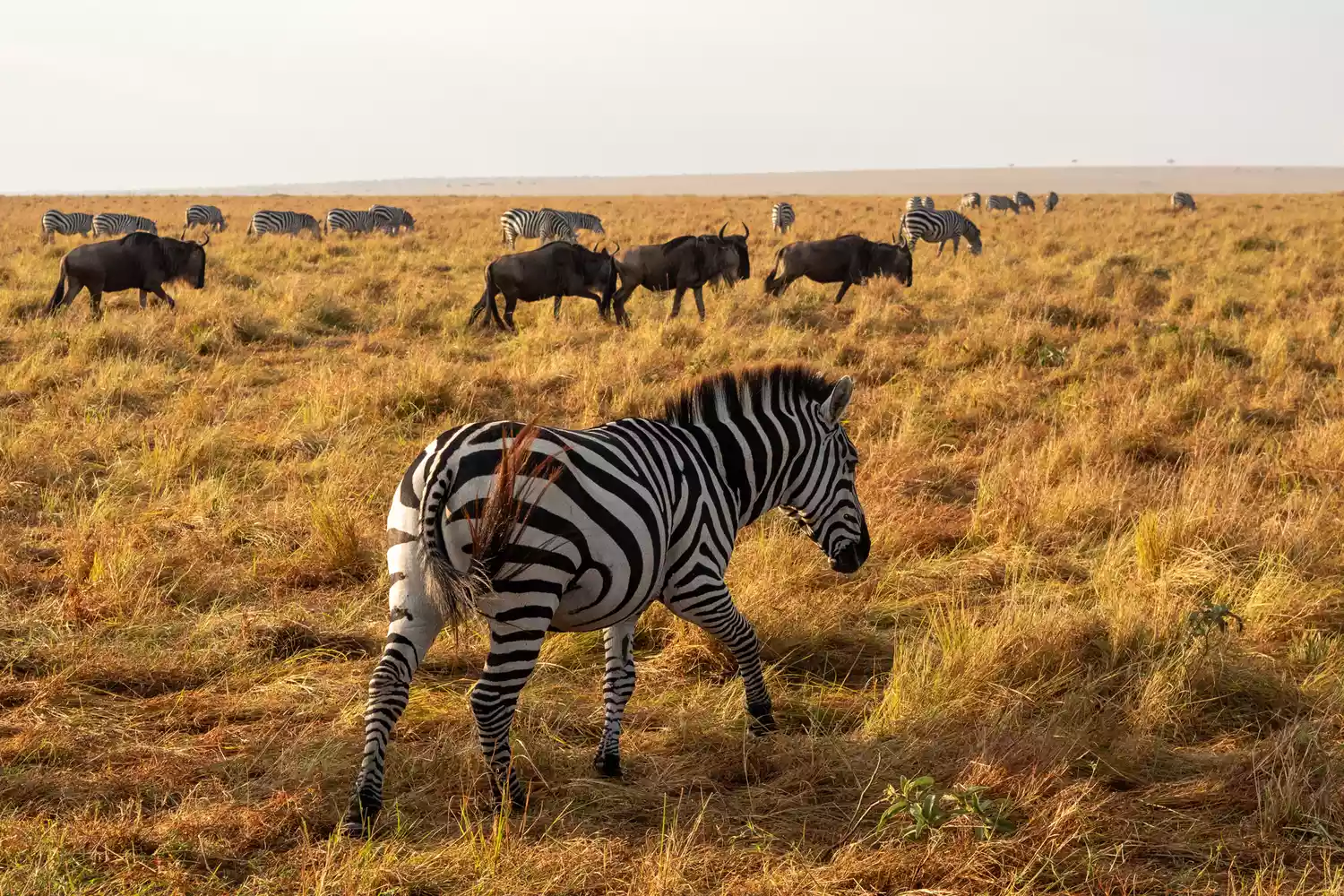 Zebras and wildebeests grazing on the vast plains of the Maasai Mara during migration.