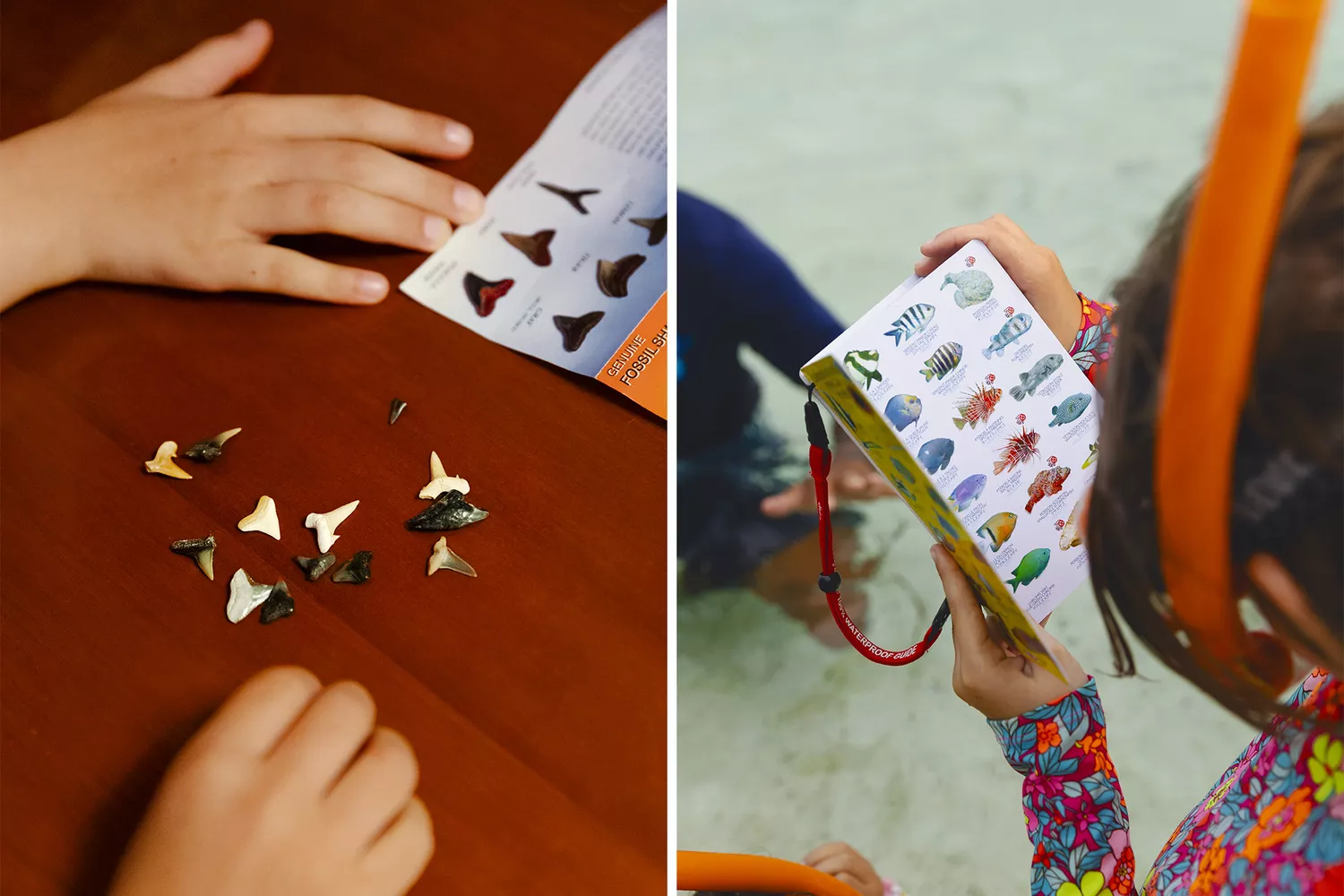 Split image showing shark teeth on a table and a young person reading a tropical fish identification guide.
