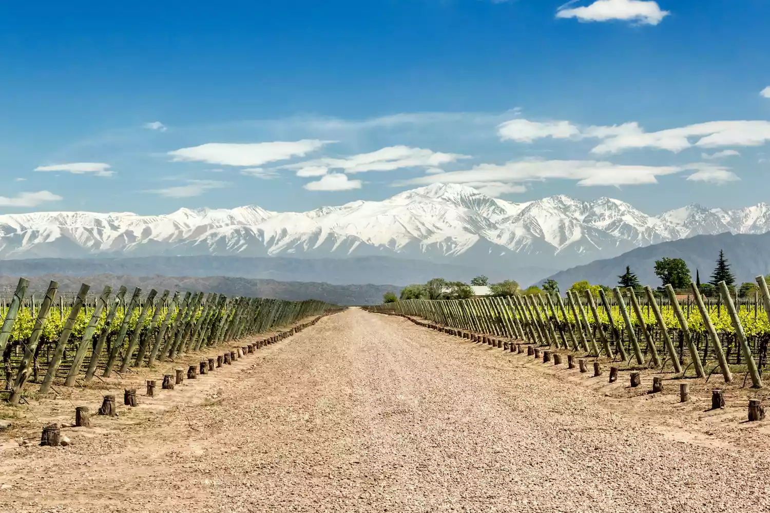 Vineyard rows leading toward snow-capped mountains in Mendoza, Argentina.