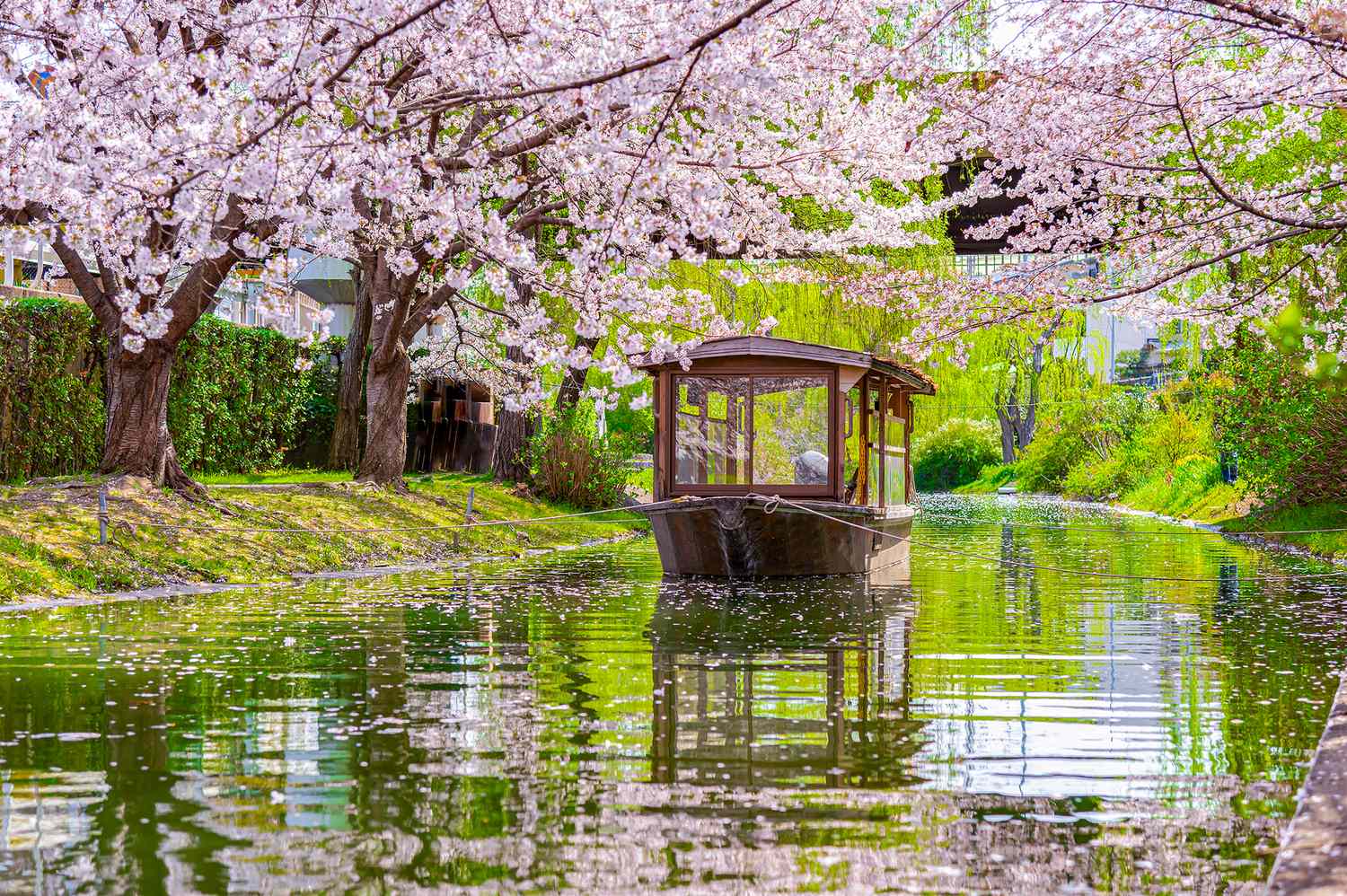 Solo Travel Japan: A Guide for Your First Trip
